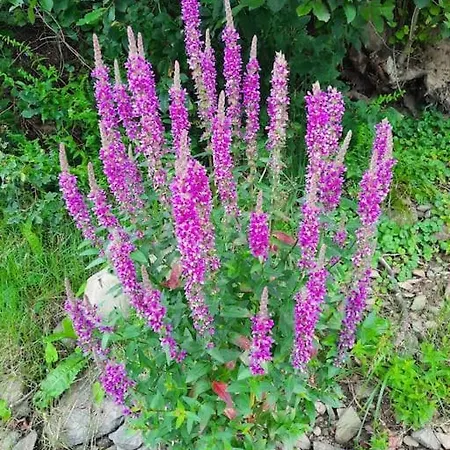 útulná Pri Vode V čarokrásnej Prírode Apartamento