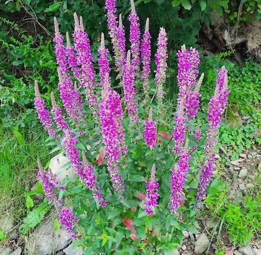 Utulna Pri Vode V Carokrasnej Prirode Διαμέρισμα