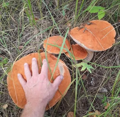 Utulna Pri Vode V Carokrasnej Prirode * Košická Belá